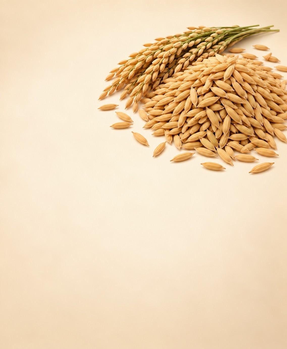 Rice in husk / paddy suppliers and exporters from India