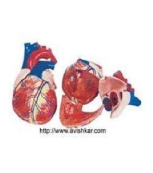 Jumbo Heart Model
