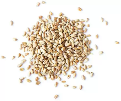 Hard Red Spring Wheat Seeds