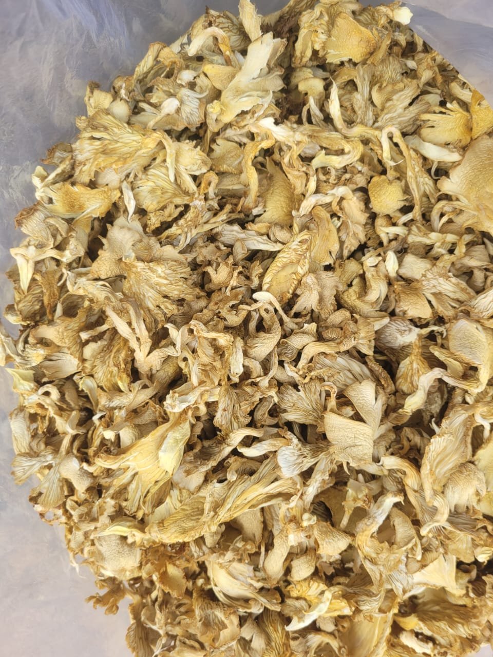 Dehydrated Oyster Mushroom
