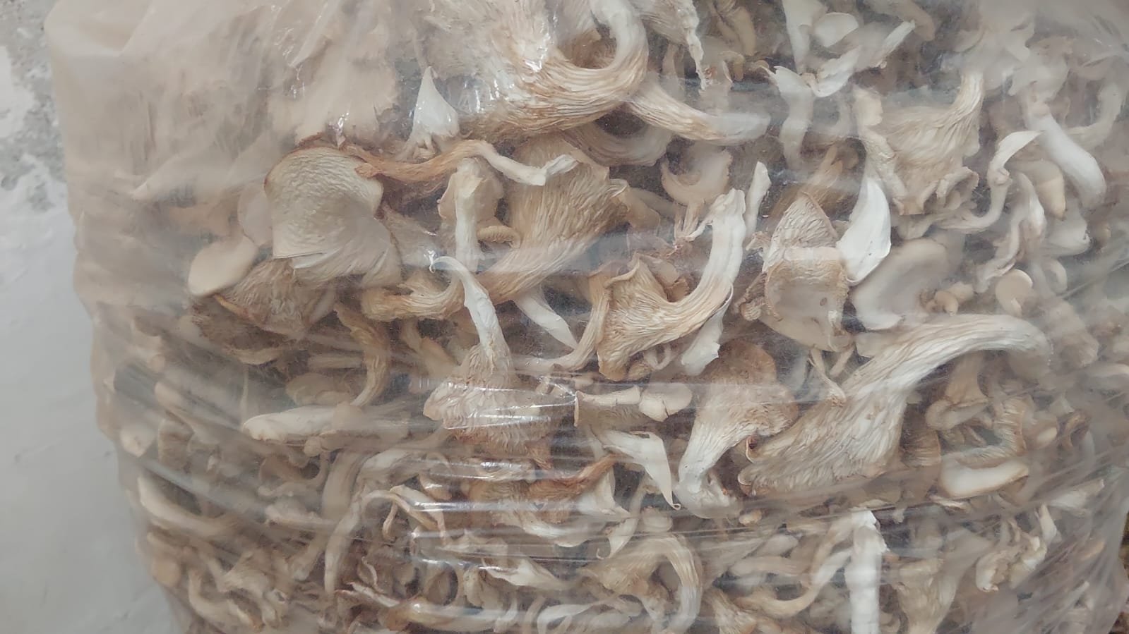 Dried Oyster Mushroom