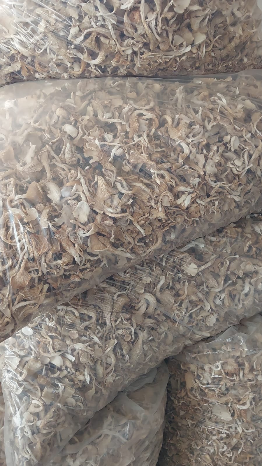 Dried Oyster Mushroom