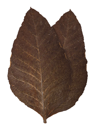 Rustika (Common Tobacco)