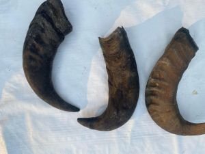 BUFFALO HORN