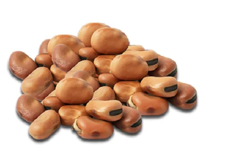vicia beans