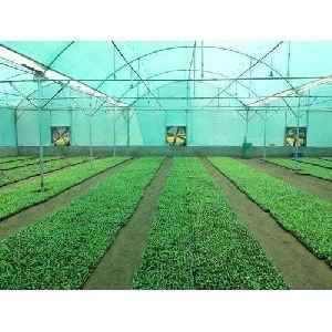 FAN & PAD Environment Control Greenhouse