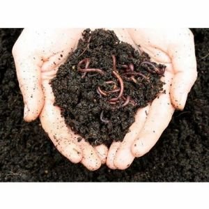 Organic Vermicompost