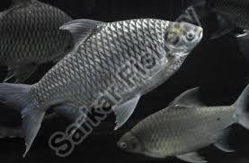 Black Tinfoil Barb Fish Seeds