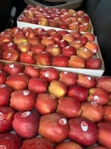 Fresh Apple, Apple origin : Shimla