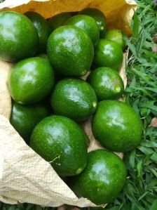 Fresh Avocado, Color : Green