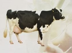 Animal Vitamin Supplement