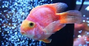 Ornamental Fish