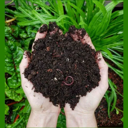 Organic Vermicompost Manure