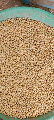 soyabean