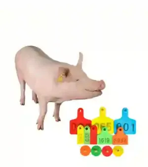 Multicolor Customized Pig Ear Tag For Identification