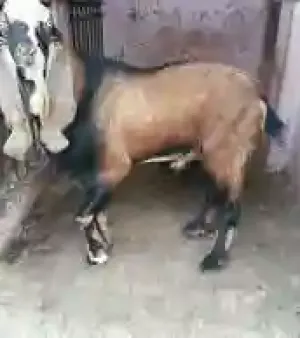 Jamunapari Goats By Smail Dairy Farms