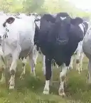 Live Dairy Cows And Pregnant Holstein Heifers Cow Ready