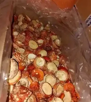 Wild Amanita Muscaria Mushroom