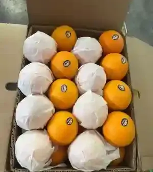 Common A Grade Fresh Valencia Oranges