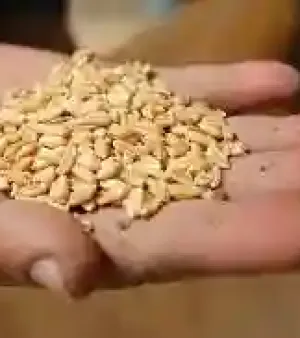 High In Protein Wheat