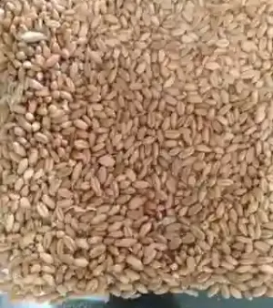 Wheat Grain
