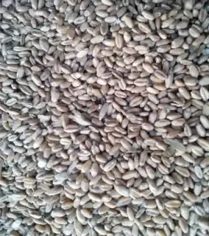 Organic Feed Grade Wheat Grain