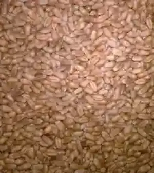 Organic Grade 3 Wheat Grain