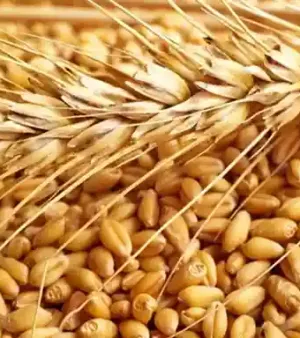 Wheat Grain Fat Content (%): Nil Percentage ( % )