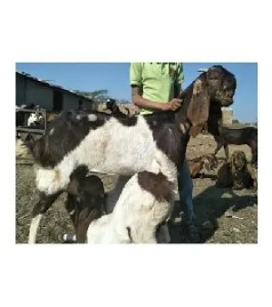Totapari goat