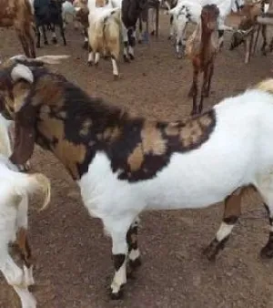 Totapari goat, Color: Brown and White