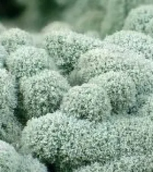 Trichoderma, for Agriculture, Purity : 100%, 