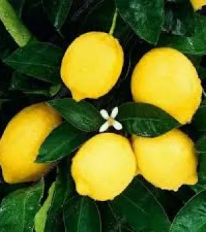 Kagzi Lemon Tree