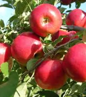 Apple Plant