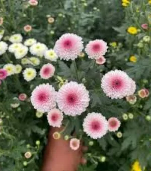  Chrysanthemum Plant