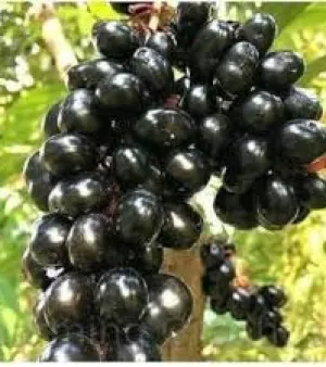 Black Jamun Plant
