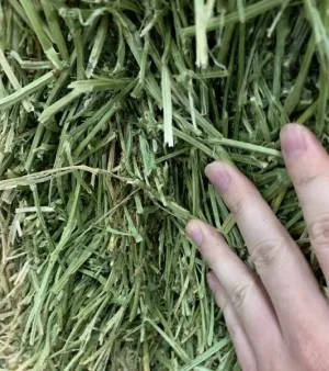 Alfalfa Hay