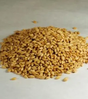 Barley Grain