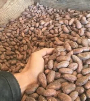 Cocoa Beans