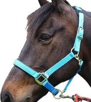 Horse Halters