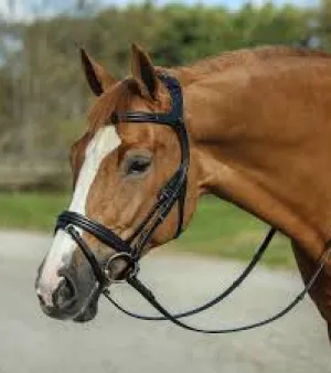 English Bridle