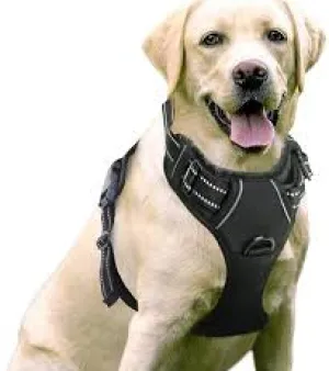 Pet Harnesses