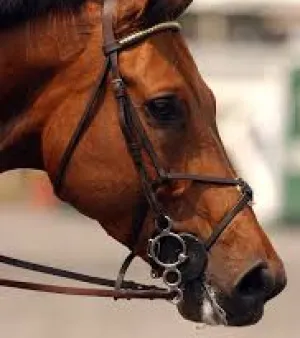 Horse Noseband