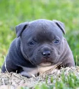 American Bully