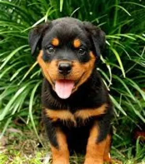 Rottweiler