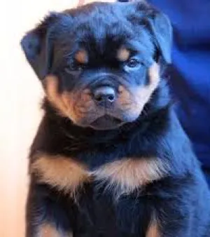 Rottweiler Puppy