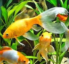 Aquarium Fish