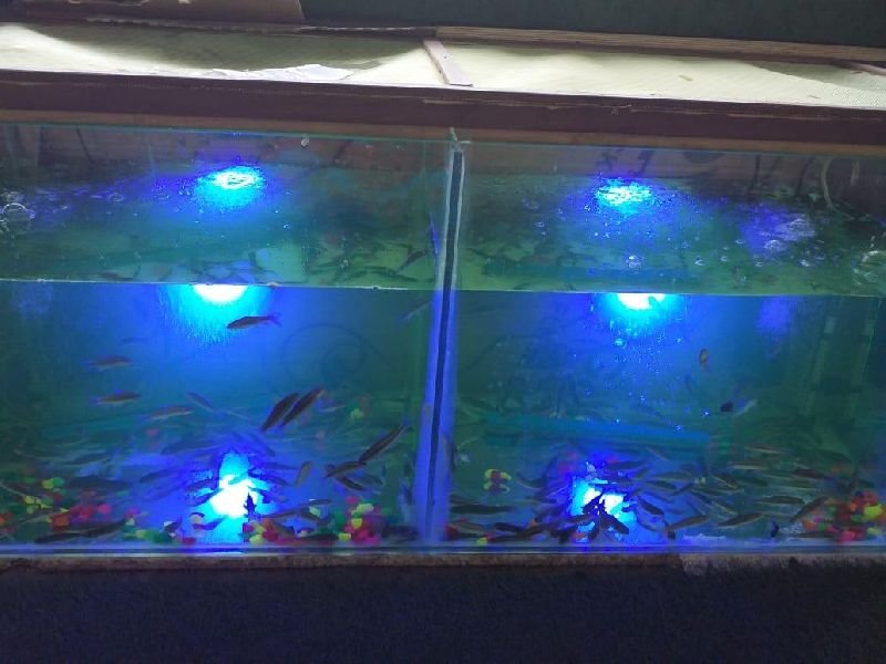 Doctor Fish N Garra Rufa Fish