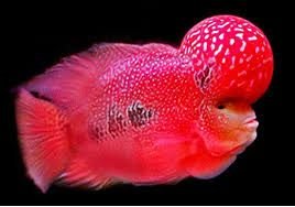flower horn fish