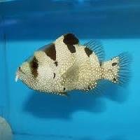Grouper Fish