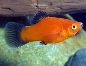 Live Aquarium Fish